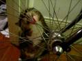 Stinky The Cat Licking My Bike