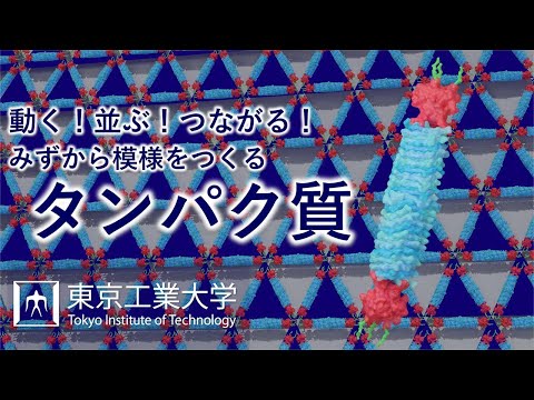 動く！並ぶ！つながる！みずからナノ模様をつくるタンパク質-Tokyo Tech Research