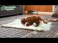 Cavapoo dogs for sale: Lily - Video 1