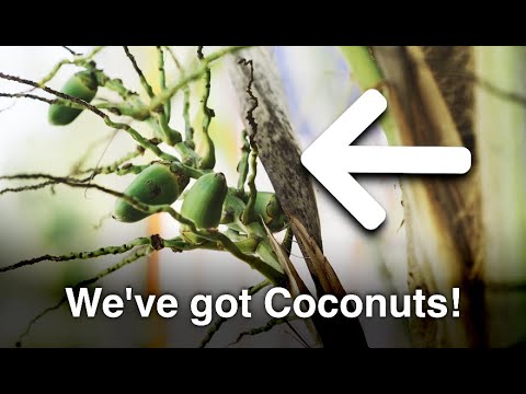 When Will My Coconut Palm Start to Produce?