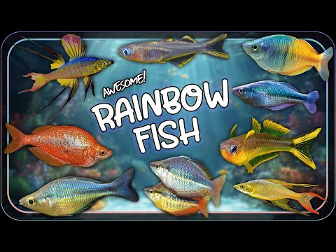 Small Rainbow Fish: Colorful Species for your Freshwater Aquarium Tank!