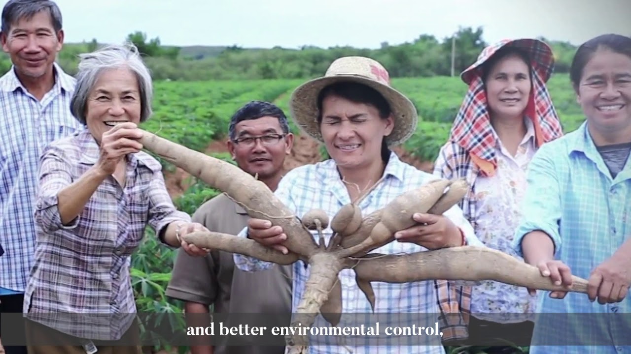 Cassava Project for Lancang – Mekong Cooperation Special Fund