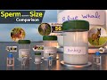 Sperm Ejaculation Quantity Per Time By Animal Birds Whale Godzilla Kong Sperm