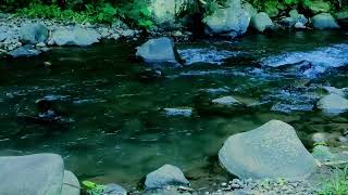 Calming Water Sounds, Bird Chirps. White Noise for Sleep
