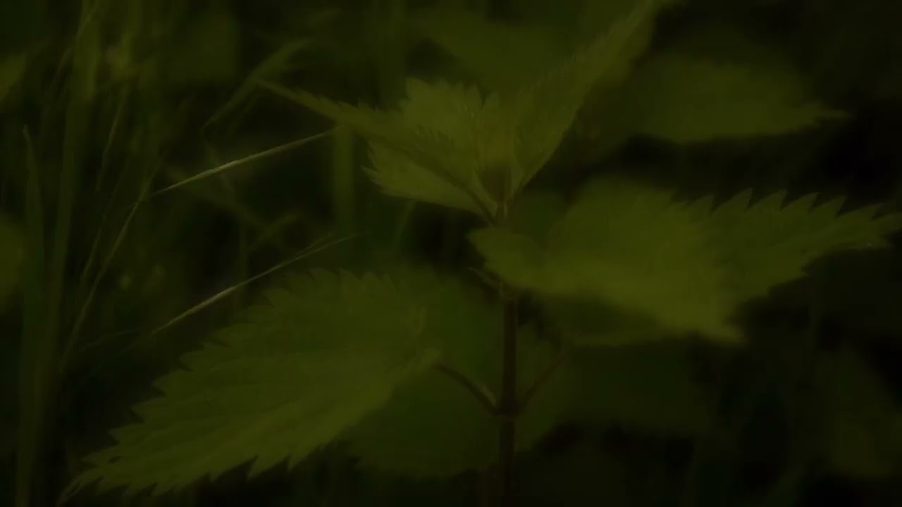 Brandnetels (2023) - Teaser