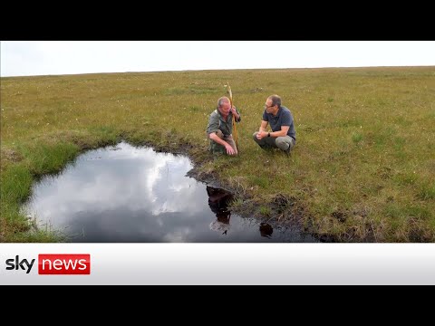 How a giant moss 'sponge' is protecting towns from flooding