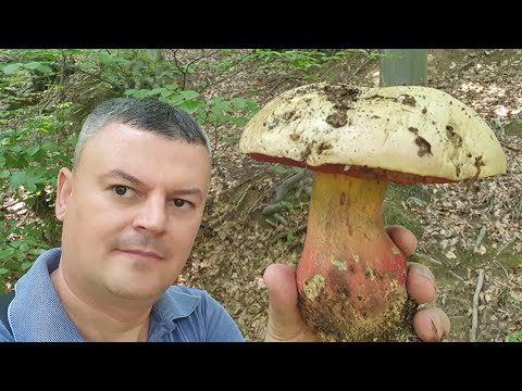 Djavolji Vrganj - Pune Šume - Otrovan - Rubroboletus satanas