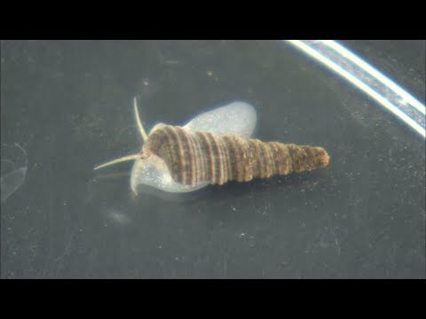 幻の貝・タクミニナ　60年ぶり発見　巻貝の歴史解明に期待！　岡山大農学部