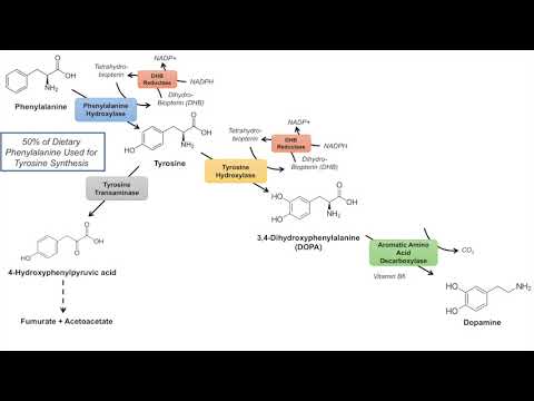 Overview of Glycolysis Basics for Beginners Biochemistry Lesson