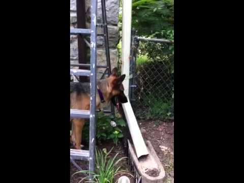 Liesel - 1 1/2 Year Old German Shepherd