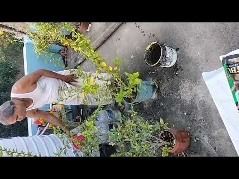  A small garden 🏡#viral #gardening #flowers 