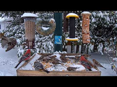 Colorful Pine Grosbeaks And Common Redpolls Visit On Blustering Snowy Day – Feb. 5, 2021
