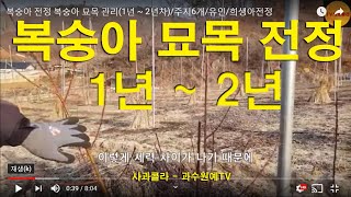 [복숭아 전정]복숭아 묘목 관리(1년 ~ 2년차)/주지6개/유인/희생아전정/T/R율