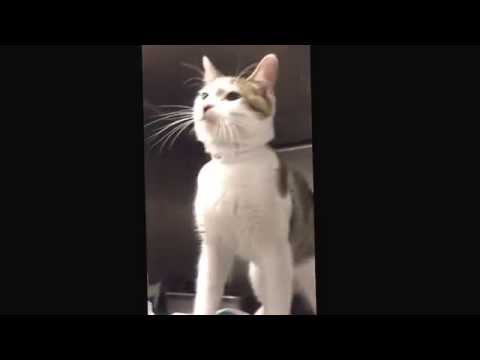 Darien (formerly Oscar) - Available for Adoption