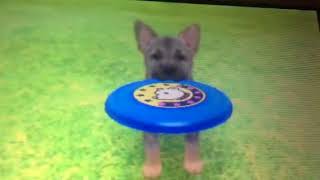 Nintendogs + Cats|How to get better at disc