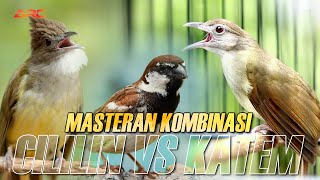 Download lagu MASTERAN KOMBINASI CUCAK JENGGOT - KAPAS TEMBAK - GREJA TARUNG mp3