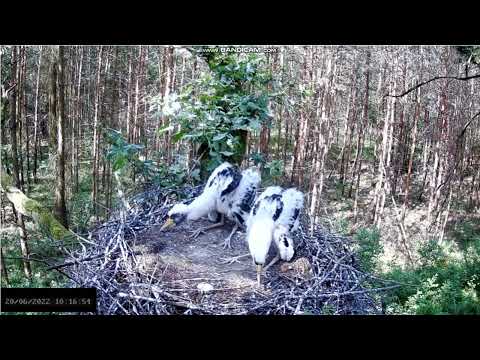 Bociany czarne online 2022 - Atak jastrzębia na pisklęta