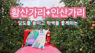 (황산가리+인산가리 엽면시비)사과 당도를 높이고 착색을 좋게하는 엽면시비