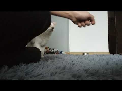 Chihuahua kliker początki sztuczki poproś