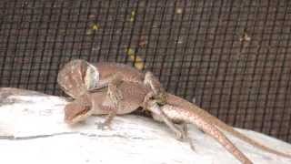 Green Anoles Mating