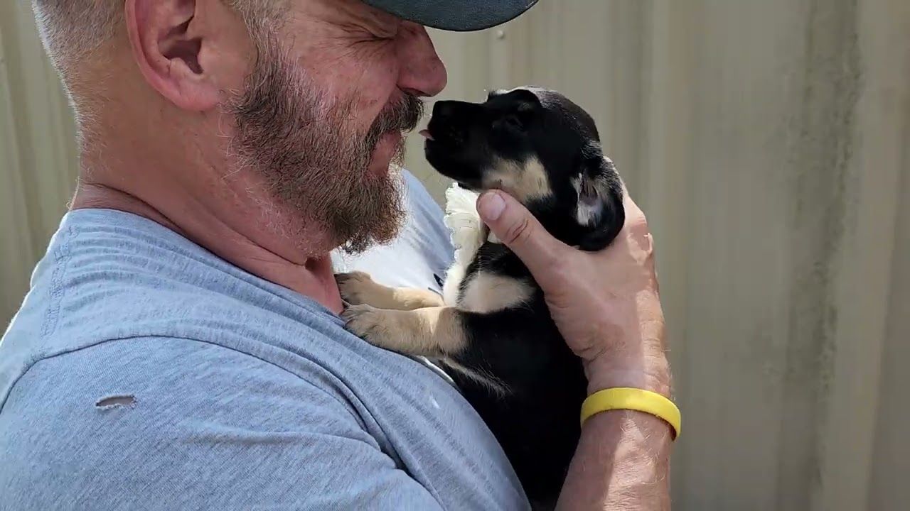 Enlarge Paco, an adopted mixed breed in Bandera, TX video 1/4