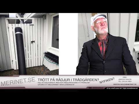 Fredagsfräckis 2020-01-31 Merinet