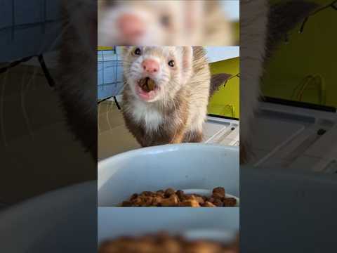 The Ferret Diet Trap Pet Stores Don’t Explain