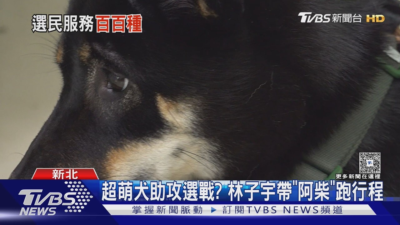 影音/疑遭棄養!黃國昌「金釵」幫選民顧超萌黑柴