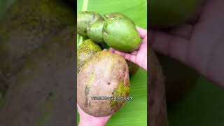 南洋橄欖大揭秘！竟與芒果、開心果同一家族？驚人的熱帶水果秘密大公開！The Shocking Connection between Spondias and Mangoes! #橄欖 #芒果