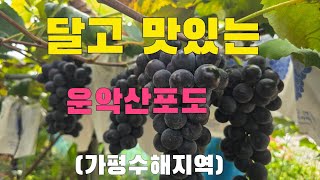 달고 맛있는 운악산 비가림  포도판매 (가평군 수해지역 운악산포도)