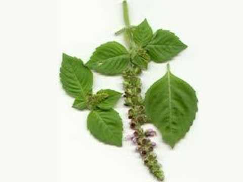 Busuioc de prin Banat - Tiberiu Ceia