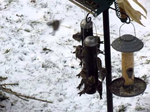 Redpolls at the Nyjer Feeders near London, Ontario
