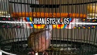 Download lagu PIYIK PERKUTUT BANGKOK USIA 2,5 BULAN CALON BERBAKAT RING JIHAN BIRD FARM mp3 Download lagu PIYIK PERKUTUT BANGKOK USIA 2,5 BULAN CALON BERBAKAT RING JIHAN BIRD FARM mp3