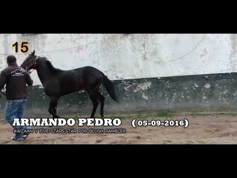 Lote ARMANDO PEDRO