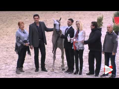 Best French Horse - N.69 Wortex Kallisté