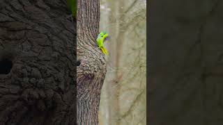 Get the basics of wildlife photography right! Watch the latest episode of the #CanonLearningSeries