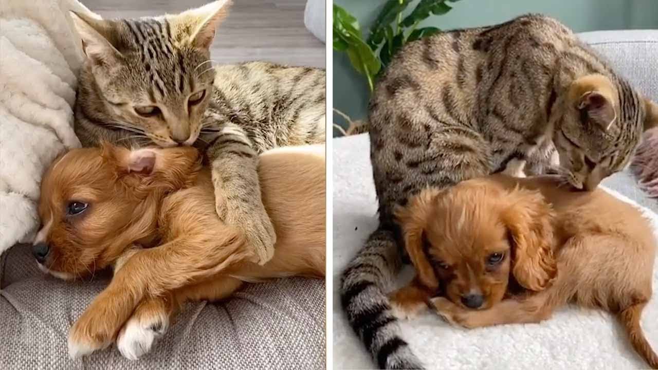 Кот и щенок - лучшие друзья