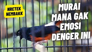 Download lagu MURAI BATU GACOR FULL ISIAN KASAR KRETEKAN KERAS SANGAT AMPUH MEMANCING EMOSI MURAI BATU mp3