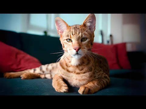 Ashera Cat 🐱 One Of The Most Expensive Cats In The World!