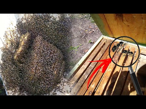 CAPTURA MAIS RÁPIDA DE ENXAME + PROBLEMAS COM FORMIGAS! - Em busca do mel #8