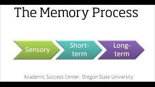 The Memory Process (Segment of the Learning and Memory Video)