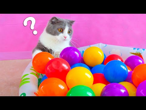 Do Cats Like Ball Pits? | Compilation