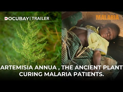 Artemisia Annua Controversy And The Cure To Malaria - Documenatry Trailer | WATCH NOW