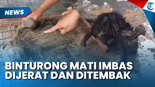 Gemparkan Warga, Binturong di Pandeglang Akhirnya Mati usai Terkena Jerat dan Luka Tembak