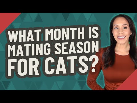 What month is mating season for cats?