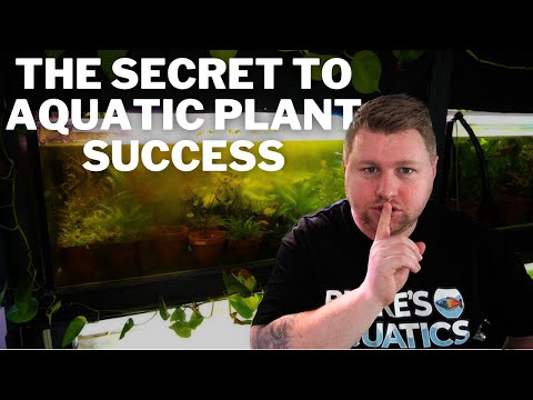 The Simple Secret to Healthy, Successful Planted Aquariums