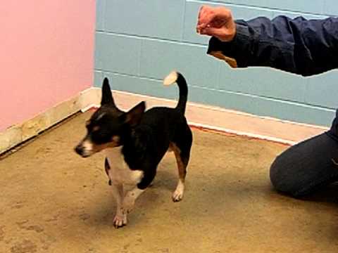 Pedro-URGENT, an adopted Rat Terrier Mix in Mansfield, OH_image-1