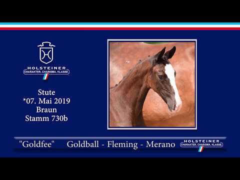 Holsteiner Elite-Fohlenauktion 2019 - Nr. 37 Goldfee v. Goldball-Fleming