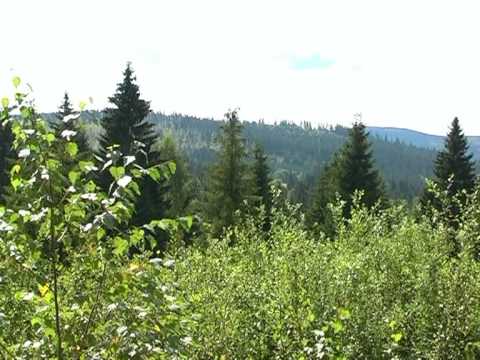 Z Bučiny do Nového Údolí  (1. část) -- cyklus Šumava