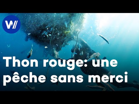 La surpêche du thon : un désastre pour les pêcheurs et l'environnement | La dernière prise